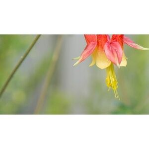 Meet your Posher, Ember